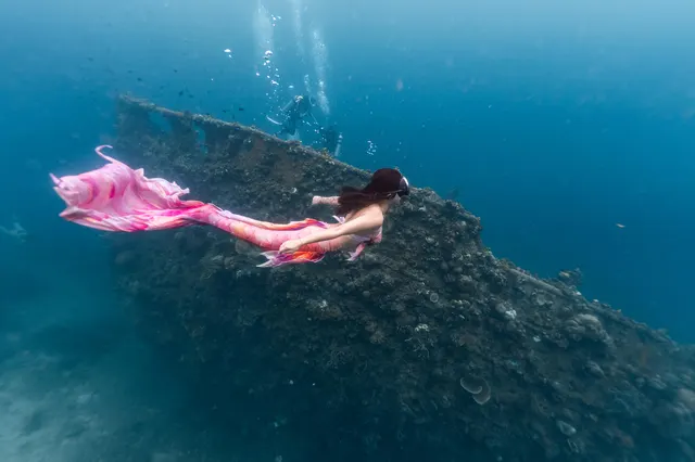 科隆水下生物